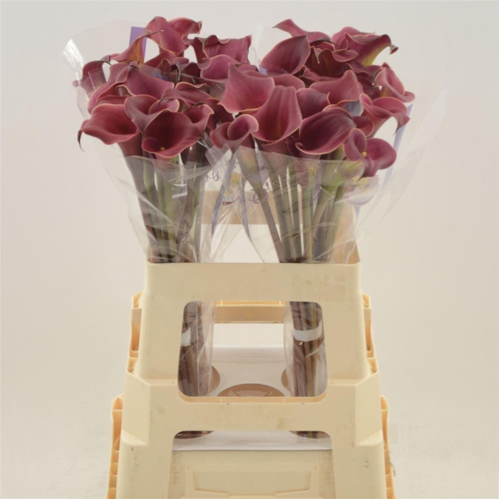 <h4>Calla Red Charm</h4>