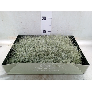 Tillandsia usneoides