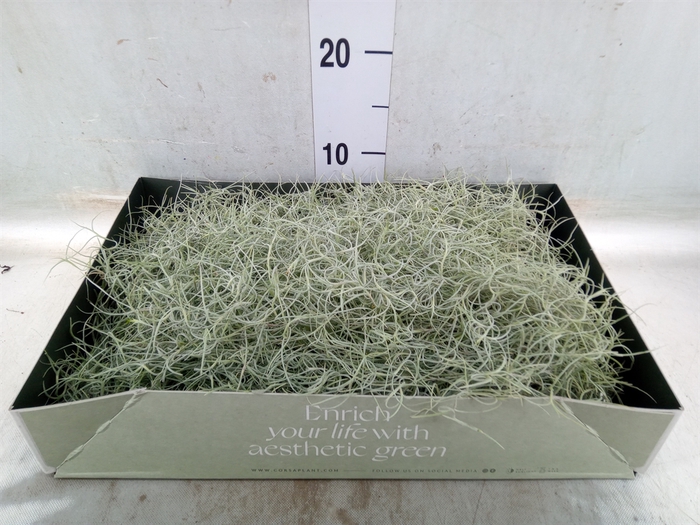 <h4>Tillandsia usneoides</h4>
