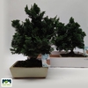 Bonsai Ov In Keramiek