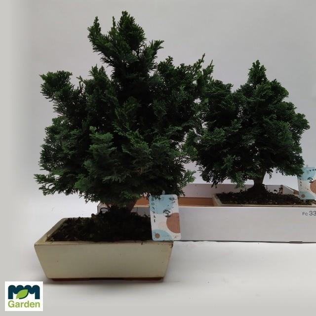 Bonsai Ov In Keramiek