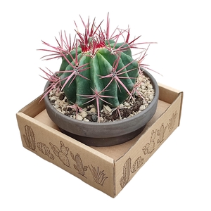 Ferocactus Stainesii Keramiek Terracotta