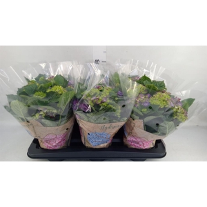 Hydrangea mac. 'Ningbo'