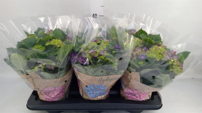 <h4>Hydrangea mac. 'Ningbo'</h4>