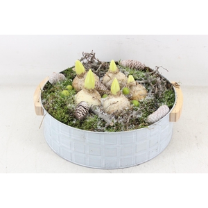 arr4 Hyacint PL - Zink modern XL