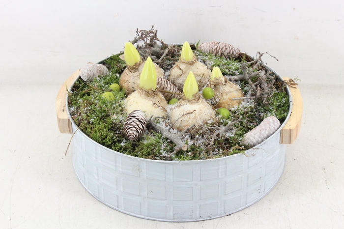 <h4>arr4 Hyacint PL - Zink modern XL</h4>