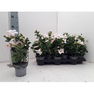 MANDE DI JADE WHITE