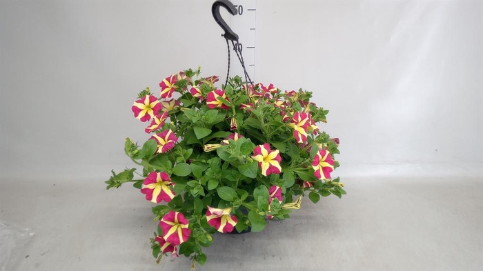 <h4>Petunia ...</h4>