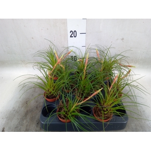 Vriesea   ...