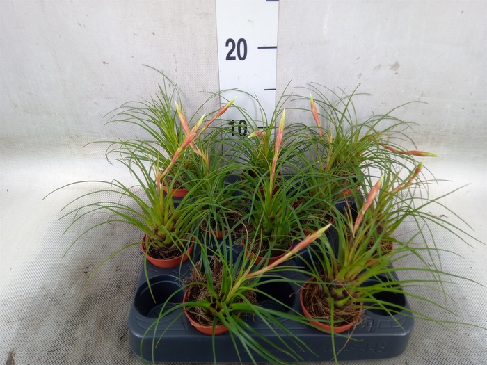 <h4>Vriesea   ...</h4>