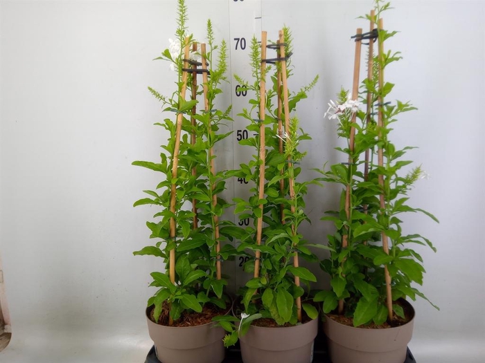 <h4>Plumbago auriculata</h4>