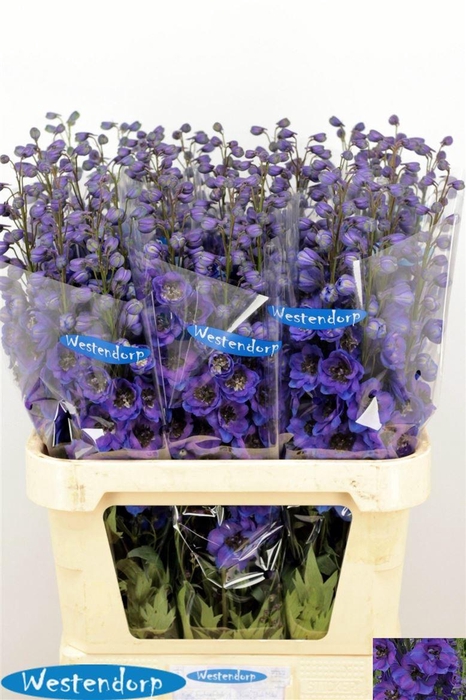 <h4>Delph El Du Kissi Flash Blue</h4>