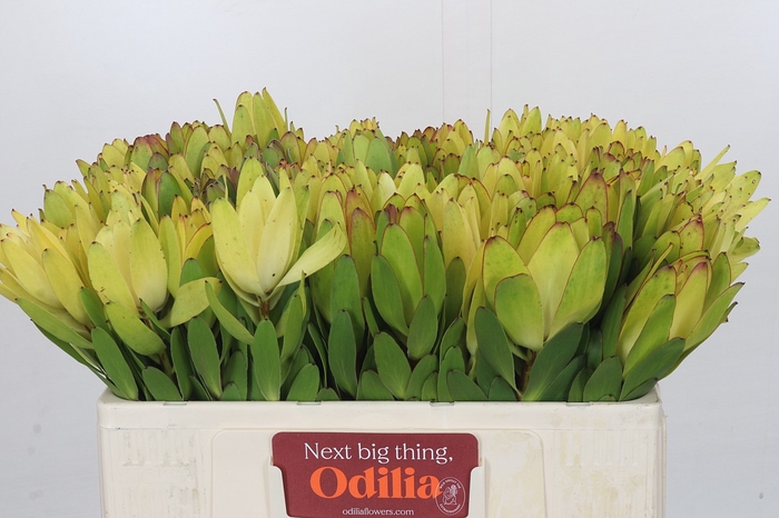 <h4>Leucadendron Goldstrike</h4>