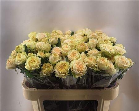 <h4>R TR SUMMERROSE</h4>