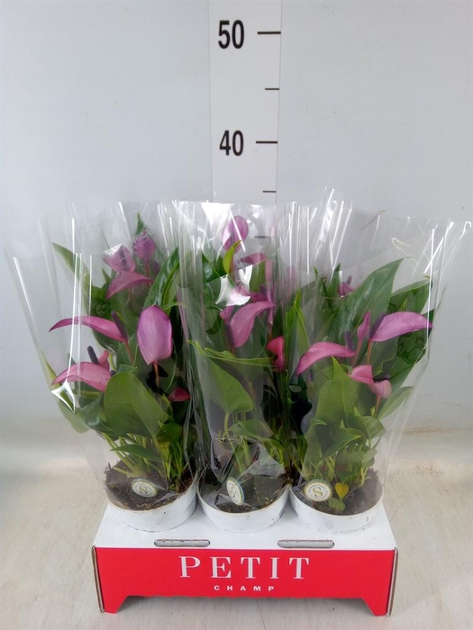 <h4>Anthurium  'Zizou'</h4>