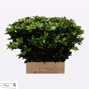 ILEX BL M BLU FANTAS