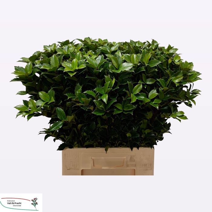 <h4>ILEX BL M BLU FANTAS</h4>