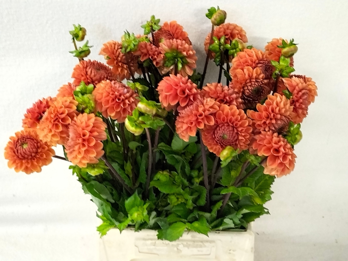 <h4>DAHL CORNEL BRONZE</h4>