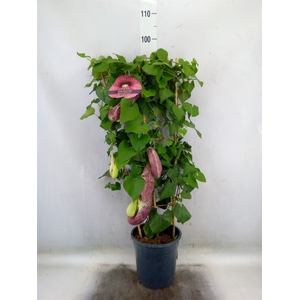Aristolochia macrophylla