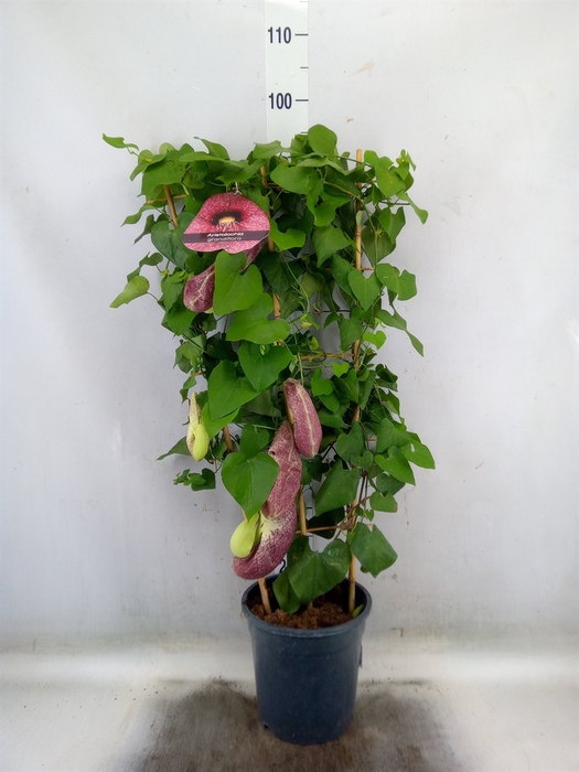 <h4>Aristolochia macrophylla</h4>