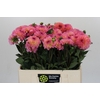 Dahlia Esli