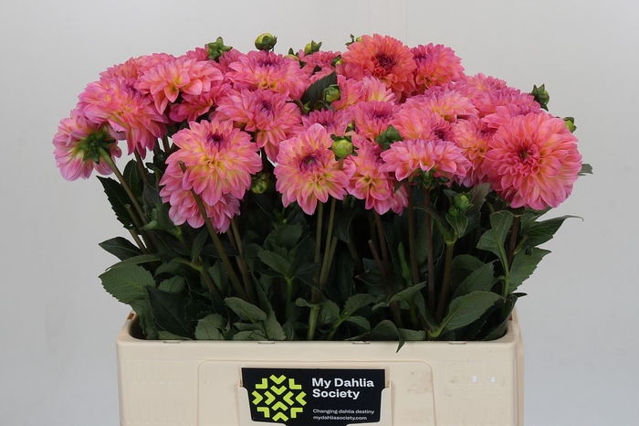 <h4>Dahlia Esli</h4>