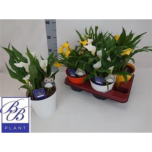 Zant Gem 5 Bloemen+ In Deco Pot