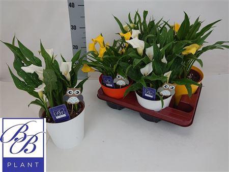 <h4>Zant Gem 5 Bloemen+ In Deco Pot</h4>