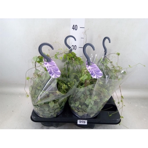 Ceropegia linearis 'Iris'