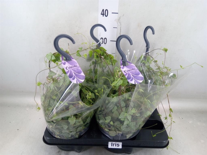 <h4>Ceropegia linearis 'Iris'</h4>