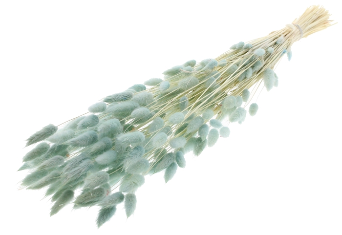 <h4>Lagurus Premium per bunch Intense Light Blue</h4>