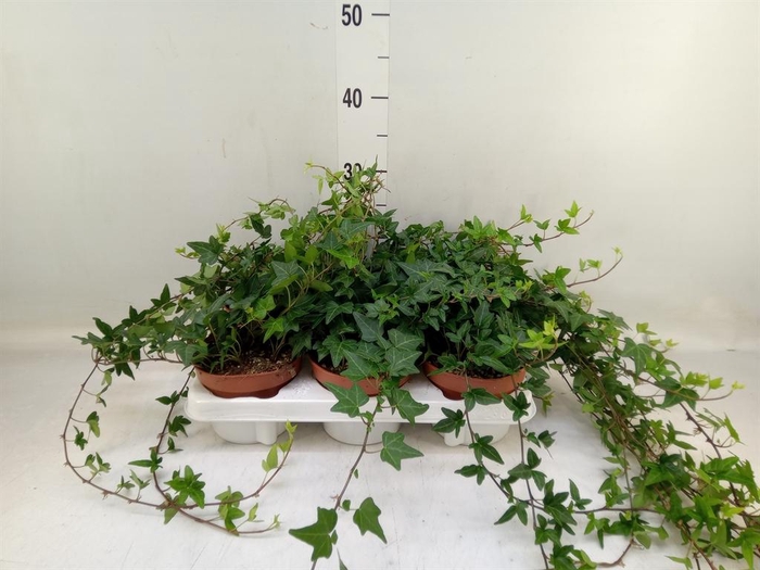 <h4>Hedera helix 'Shamrock'</h4>