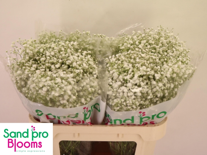 <h4>GYPS PA XLENCE</h4>