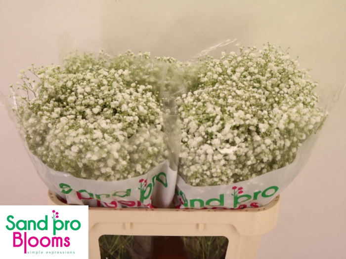 <h4>GYPS PA XLENCE</h4>