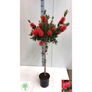 CALLIS CI SPLENDENS