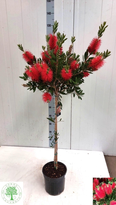 <h4>CALLIS CI SPLENDENS</h4>