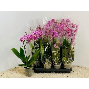 PHAL GEM 6 KL