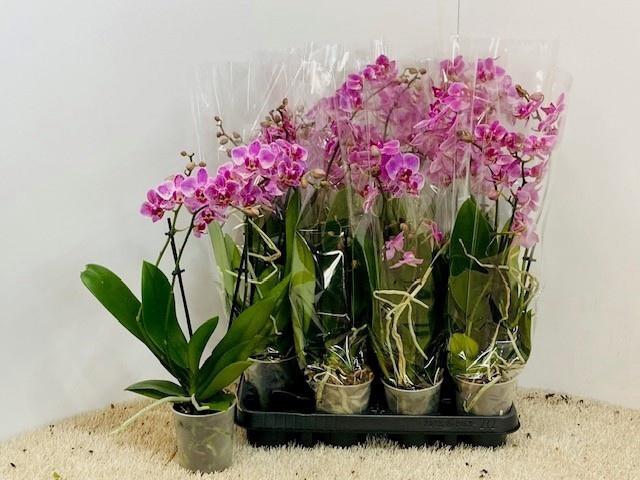 <h4>PHAL GEM 6 KL</h4>