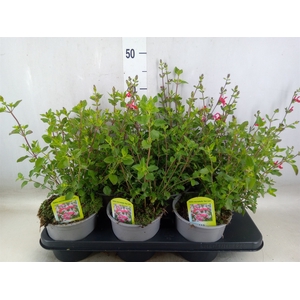 Salvia micro.