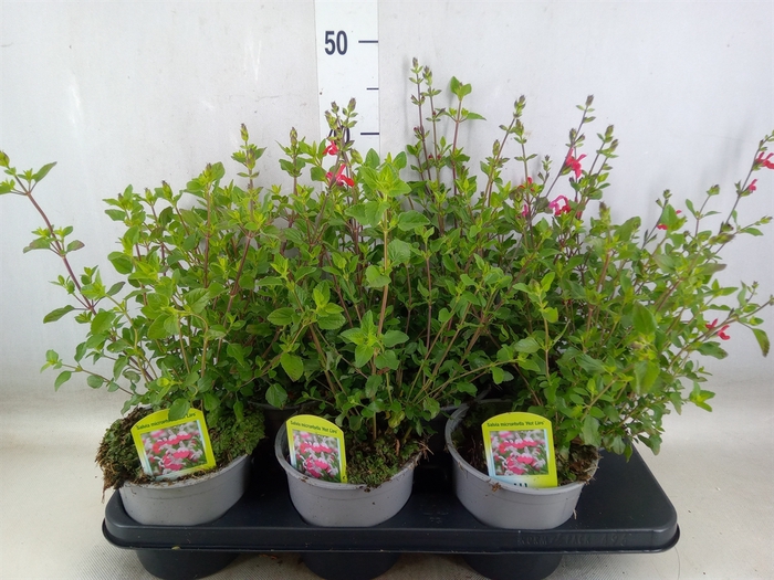 <h4>Salvia micro.</h4>