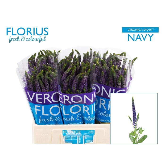 <h4>Veron Smart Navy</h4>