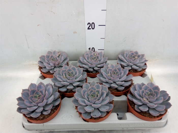 <h4>Echeveria  'Orion'</h4>