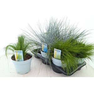 !! PROMO !! SIERGRASS MIX P17