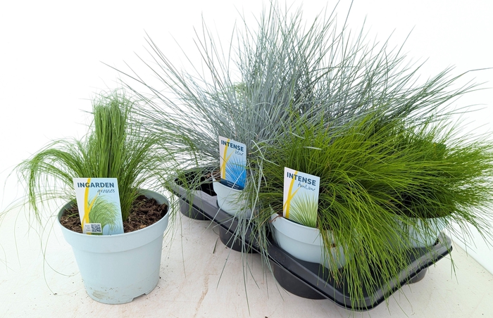 <h4>!! PROMO !! SIERGRASS MIX P17</h4>