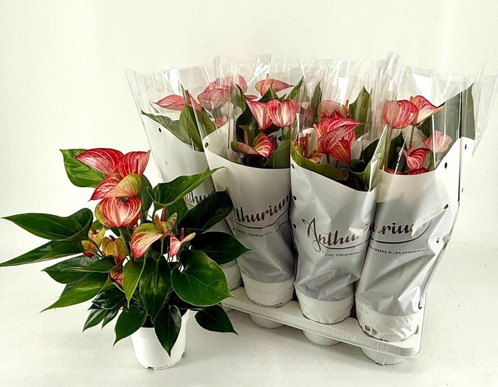 <h4>ANTHU A LIVIUM RED</h4>