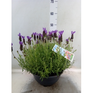 Lavandula stoec.