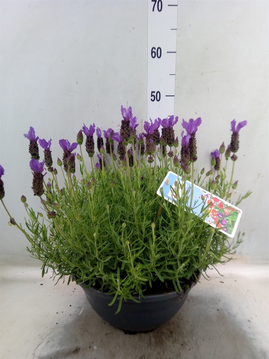 <h4>Lavandula stoec.</h4>