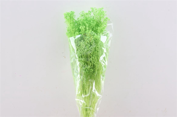 Dried Brooms Apple Green Bunch