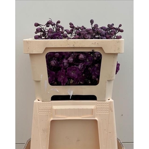 Delph Du Elatum Dev Mojo Magenta