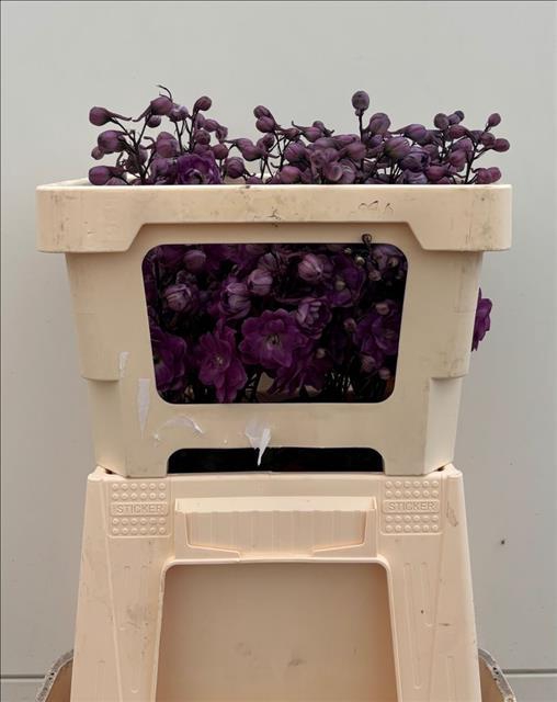 <h4>Delph Du Elatum Dev Mojo Magenta</h4>